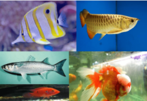 鱼类有哪些特征（鱼类有哪些特征适用于运动?）