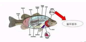 鱼类有哪些内分泌腺（鱼的体表分泌什么）