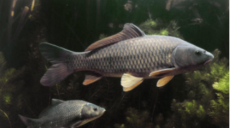 常吃的鱼类有哪些（常吃的鱼类有哪几种）