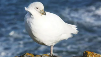 南极鸟类种类（南极鸟类种类大全）