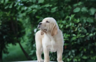 白色拉布拉多价格（纯白色拉布拉多多少钱）