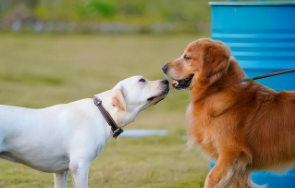 拉布拉多金毛混血（拉布拉多金毛混血狗的性格）