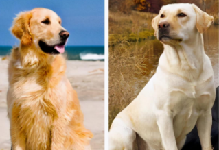 拉布拉多金毛幼犬价格（拉布拉多 金毛犬）