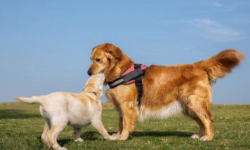 拉布拉多金毛串串幼犬（拉布拉多 金毛串）