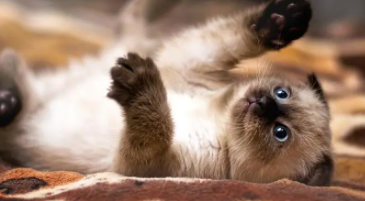 小猫的特点和有趣的地方（小猫的特点和有趣的地方作文）