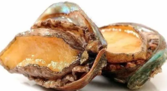 鲍鱼是鱼类吗图片（鲍鱼是鱼吗还是贝类）