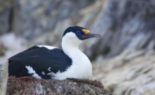 南极鸟类有多少种（南极鸟类有多少种类）