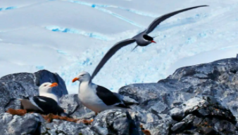 南极鸟类中国科普博览（南极沿岸地带鸟的种类很少,但鸟却很多）