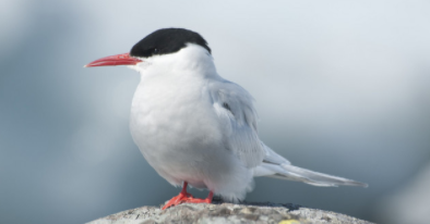 南极鸟类食物来源（南极鸟类食物来源于哪里）