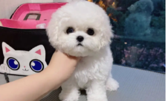 比熊犬和泰迪的区别（比熊犬和泰迪犬有什么区别）