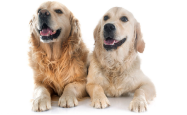 拉布拉多金毛多少钱一只（拉布拉多幼犬金毛幼犬的区别）