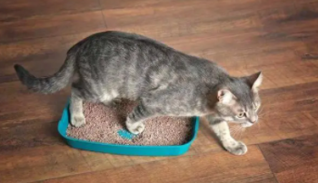 一个月小猫便秘怎么办（一个月小猫的便便怎样才正常）