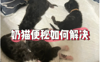 两个月小猫便秘怎么办（怎么判断猫便秘了）