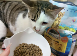 50天小猫便秘怎么办（50天小猫便秘怎么办啊）