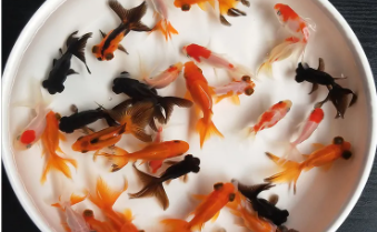 小型观赏鱼好看又好养（小型观赏鱼好看又好养的有哪些）