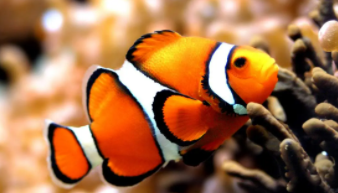 小型观赏鱼种类（热带小型观赏鱼种类）