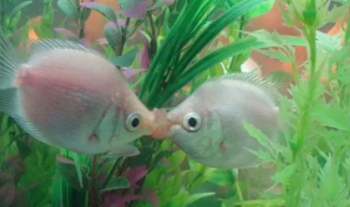 小型观赏鱼混养鱼最佳搭配（大型观赏鱼混养搭配方案）