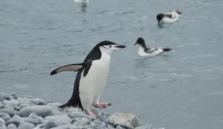 企鹅是鸟类吗?为什么?（企鹅是不是鸟?为什么?）