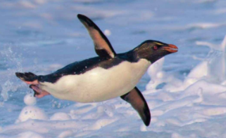 企鹅是鸟类吗简单说明理由（企鹅是鸟类嘛）