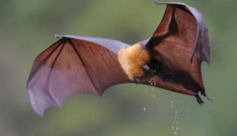 蝙蝠是鸟类吗（蝙蝠是鸟类吗大班 科学教案）