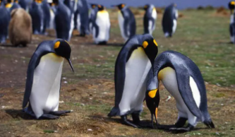 鸵鸟和企鹅是鸟类吗（企鹅鸵鸟属于鸟类吗）