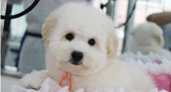 小比熊犬（小比熊犬能长多大）