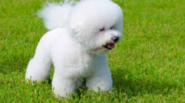 纯种黑色比熊犬图片（纯黑色比熊犬怎么样）