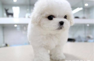 纯种比熊犬的特征（比熊不剪胎毛后果）