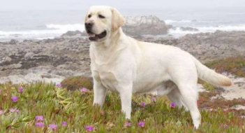 拉布拉多犬好养吗咬人（拉布拉多咬人吗 ?拉布拉多咬人的原因）