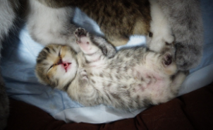 新生小猫便秘怎么办（刚出生的小猫便秘怎么帮助排便）