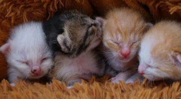 小猫便秘怎么办快速排便（小猫便秘是怎么回事）