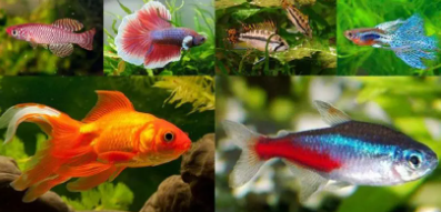 小型观赏鱼有哪些（观赏鱼哪种好养）