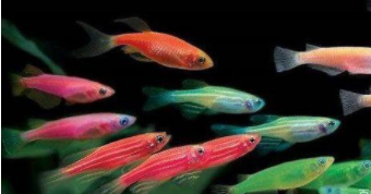 小型观赏鱼一天喂几次（小型观赏鱼一天喂几次食物）