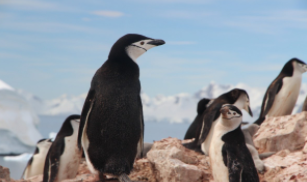 企鹅是鸟类吗?理由是什么?（企鹅是鸟类的一种吗）
