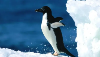 企鹅是鸟类吗会飞吗（企鹅是鸟类吗会飞吗）