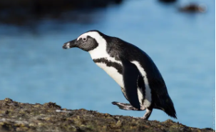 企鹅属于哺乳动物还是鸟类（企鹅属于哺乳类还是鸟类）