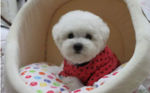 比熊犬怎么养（比熊犬怎么养不生病）