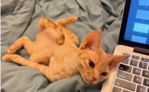 德文什么色系最贵（德文猫让我彻底讨厌猫了）