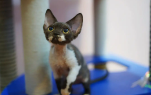 德文猫大概多少一只（养德文猫的禁忌）