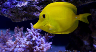 海水观赏鱼怎么养（小型海水观赏鱼）