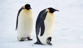 企鹅为什么属于鸟类（企鹅为什么不是鹅类而是鸟类）