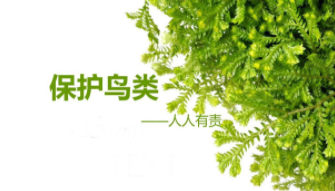 保护鸟类的宣传语怎么写（保护鸟类的宣传语有哪些短的）