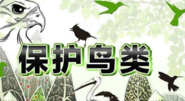 保护鸟类的宣传语有哪些（保护鸟类的宣传语有哪些短的）
