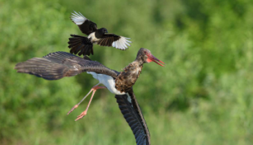 保护鸟类的句子（关于保护鸟类的句子）