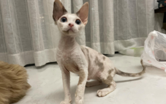 德文猫怎么看品相（德文猫的眼睛颜色等级）