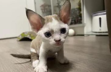 德文猫好养吗（德文猫好养吗,掉毛吗）