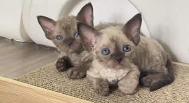 德文智商高吗（德文什么品相的算好的）