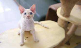 德文虎斑色不值钱吗（德文虎斑什么颜色好看）