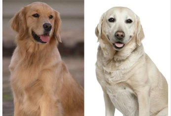 拉布拉多和金毛的区别是什么（拉布拉多跟金毛有什么区别,哪个更好）