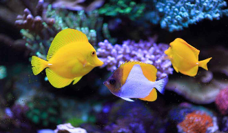 小型海水观赏鱼（小型海水观赏鱼品种）